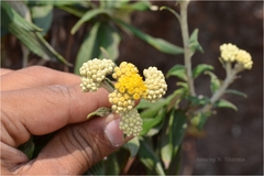 Gnaphalium luteoalbum